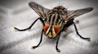 arti fly
